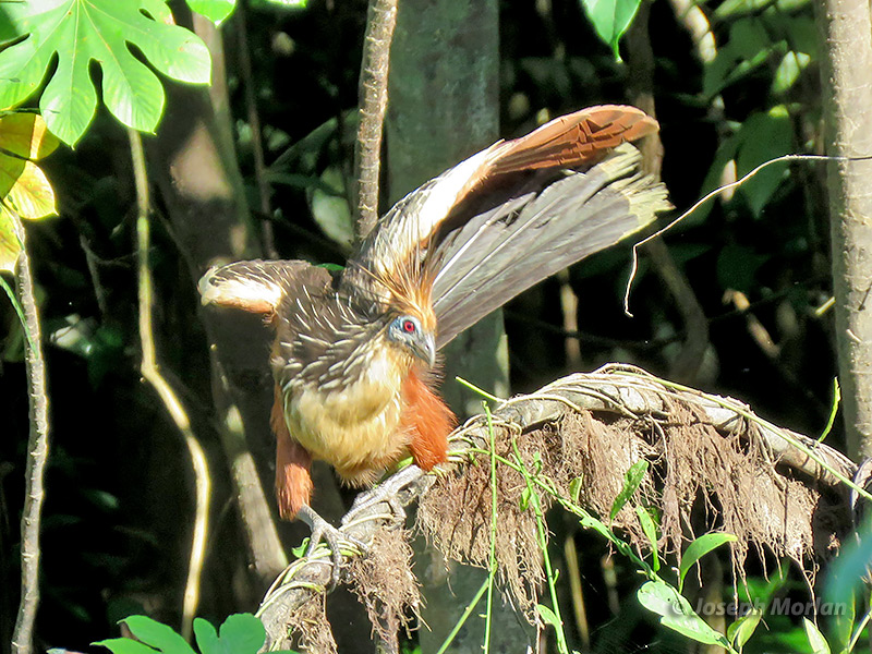 Hoatzin (Opisthocomus hoazin) 