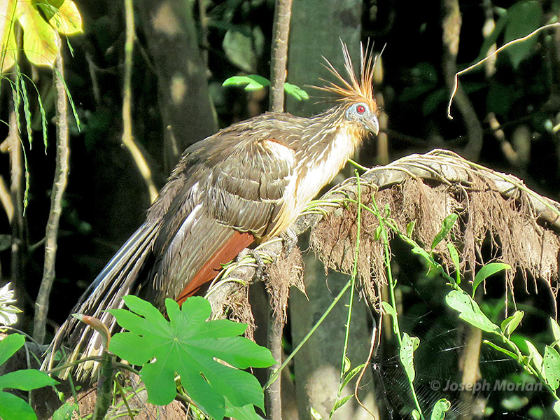 Hoatzin (Opisthocomus hoazin) 