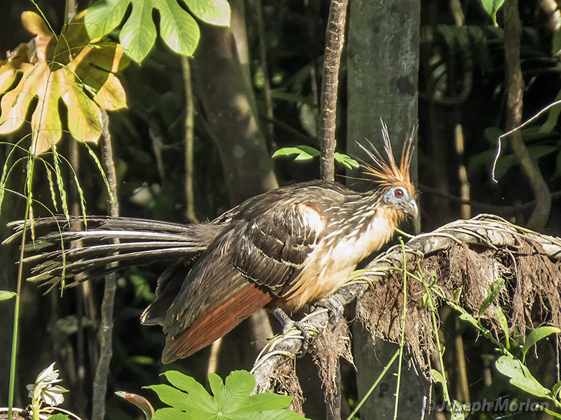 Hoatzin (Opisthocomus hoazin) 