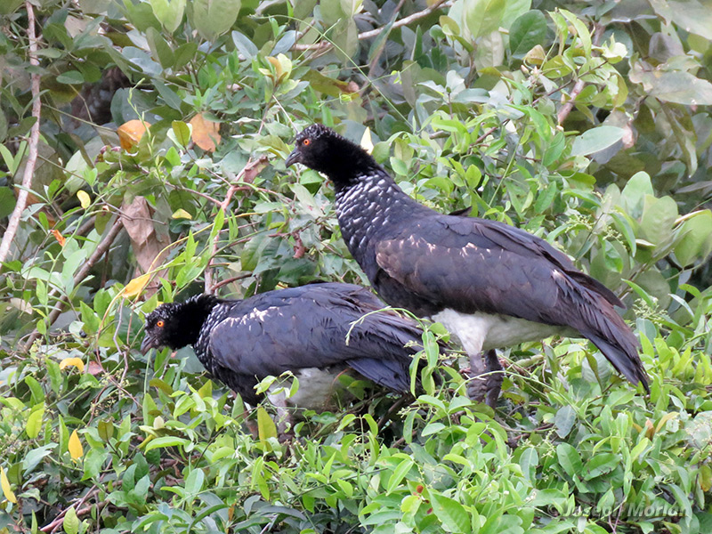 Horned Screamer (Anhima cornuta) 