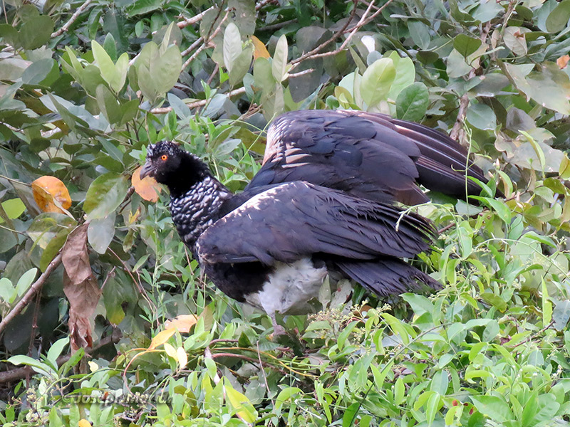 Horned Screamer (Anhima cornuta) 