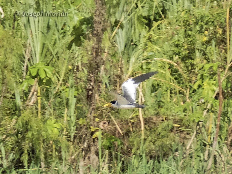 Large-billed Tern (Phaetusa simplex simplex) 