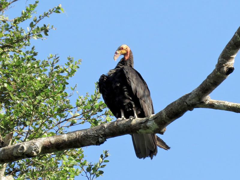 Lesser Yellow-headed Vulture (Cathartes burrovianus urubutinga) 