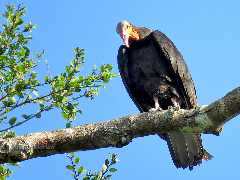 Lesser Yellow-headed Vulture (Cathartes burrovianus urubutinga) 
