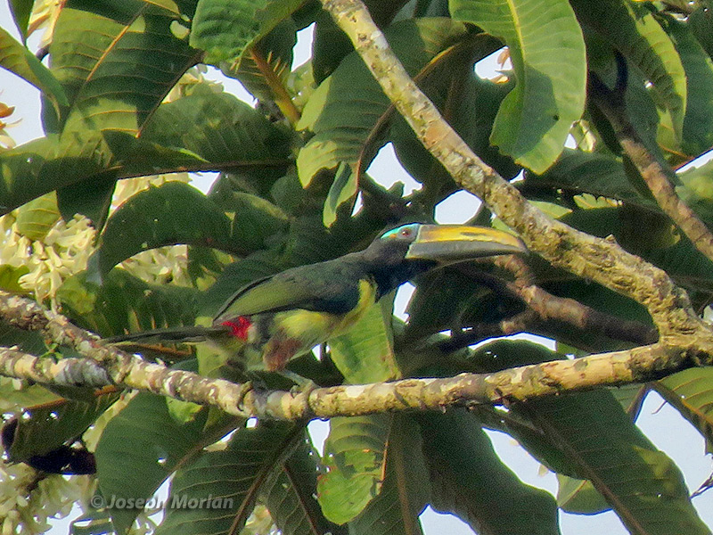Lettered Aracari (Pteroglossus inscriptus humboldti)
