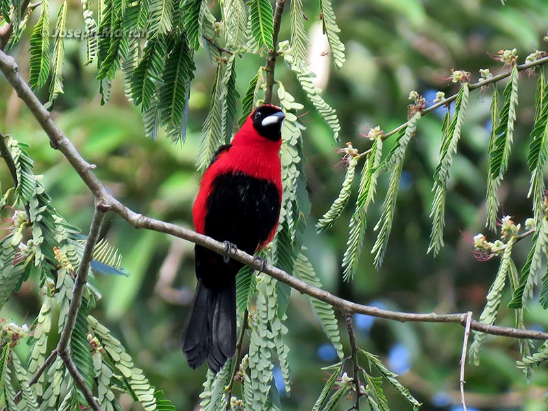 Masked Crimson Tanager (Ramphocelus nigrogularis)