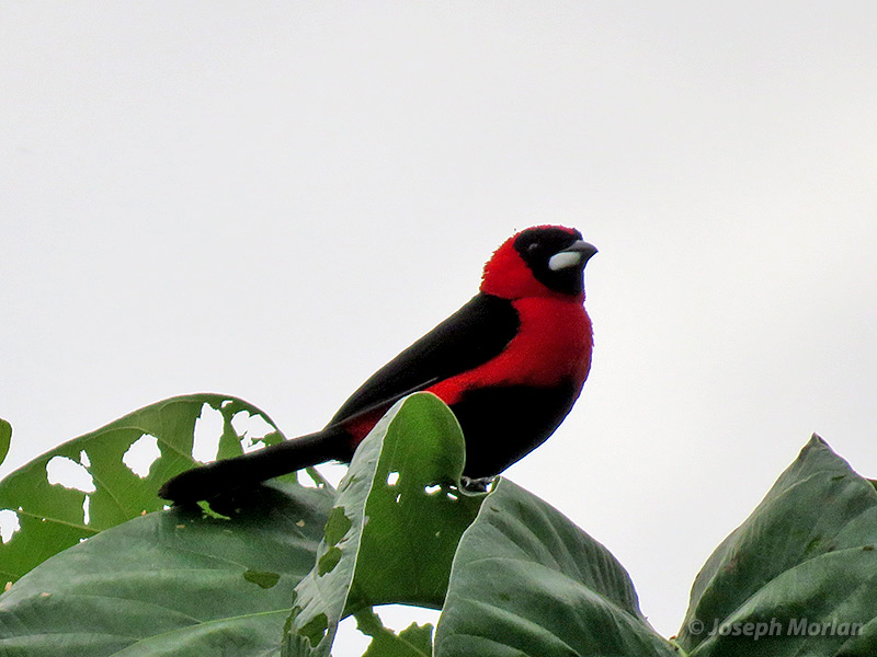 Masked Crimson Tanager (Ramphocelus nigrogularis)