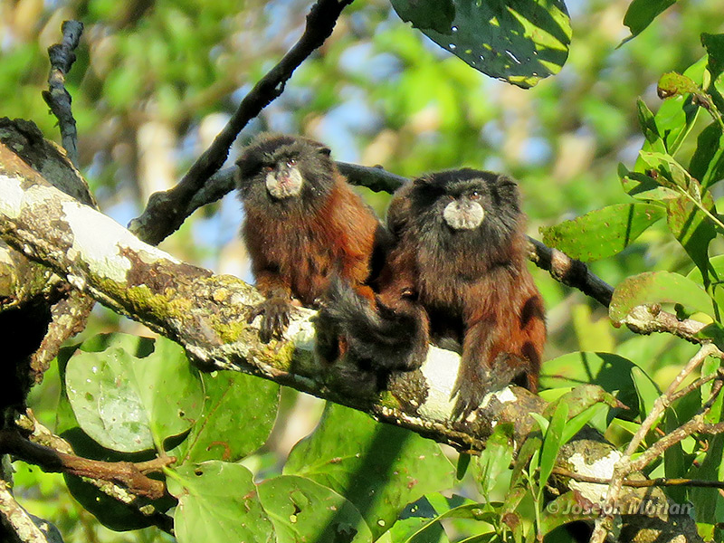 Monk Saki Monkey (Pithecia monachus) 