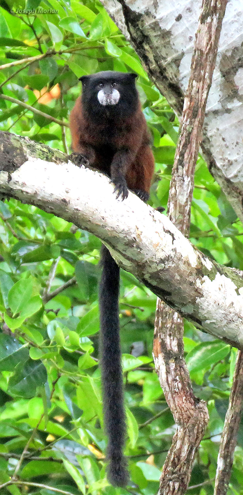 Monk Saki Monkey (Pithecia monachus)