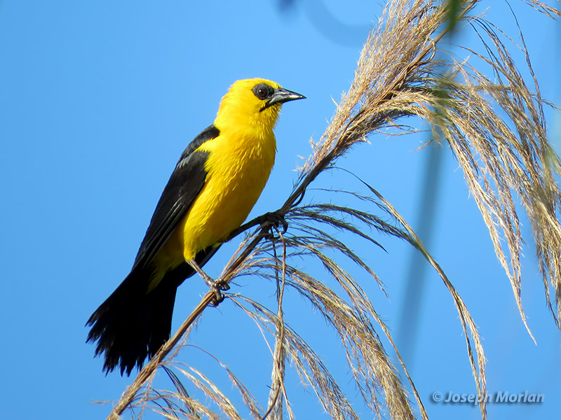 Oriole Blackbird (Gymnomystax mexicanus)