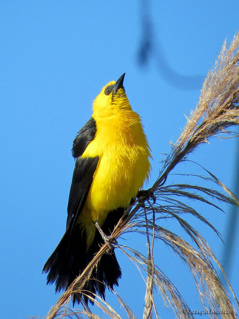 Oriole Blackbird (Gymnomystax mexicanus)