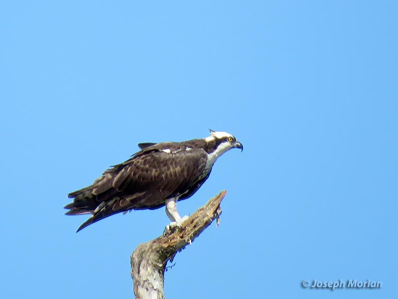 Osprey (Pandion haliaetus carolinensis) 