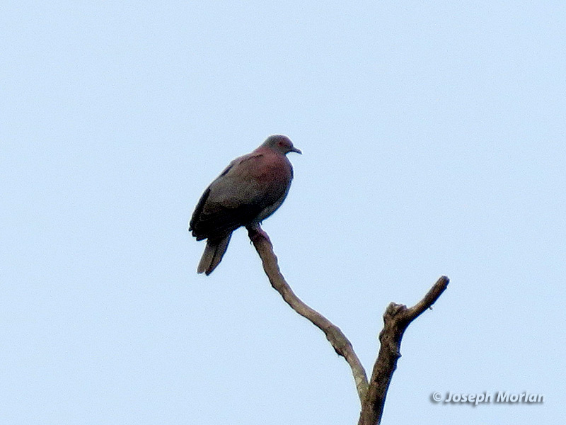 Pale-vented Pigeon (Patagioenas cayennensis sylvestris)