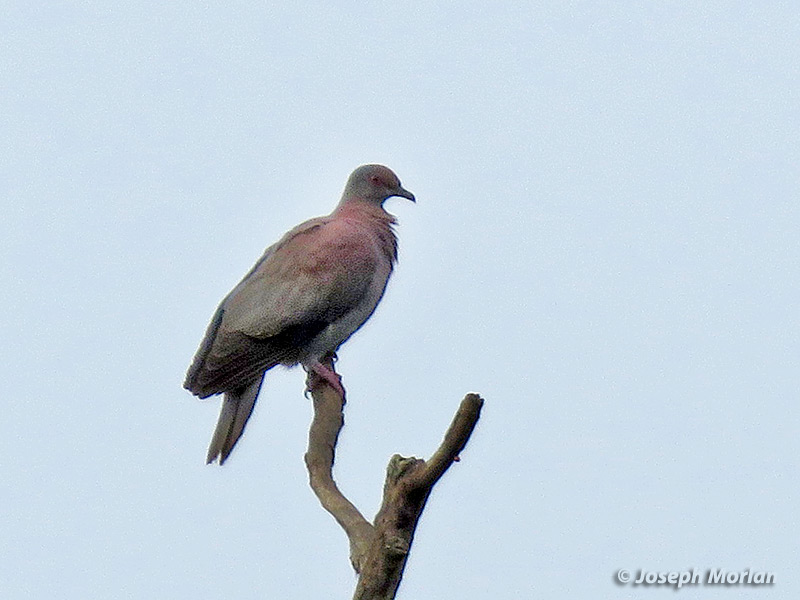 Pale-vented Pigeon (Patagioenas cayennensis sylvestris)