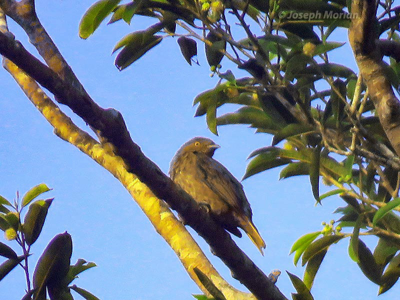 Plum-throated Cotinga (Cotinga maynana) 
