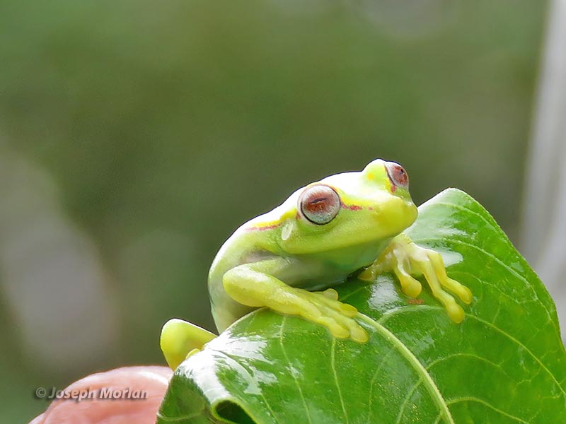 Polka-dot Tree Frog (Hypsiboas punctatus) 