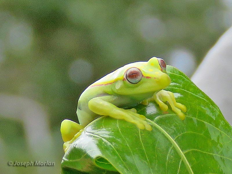 Polka-dot Tree Frog (Hypsiboas punctatus) 