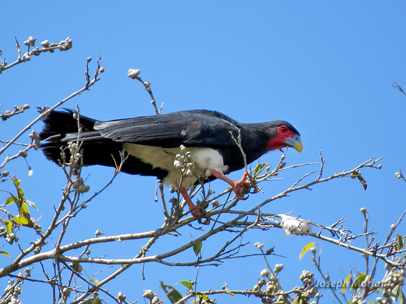 Red-throated Caracara (Ibycter americanus) 