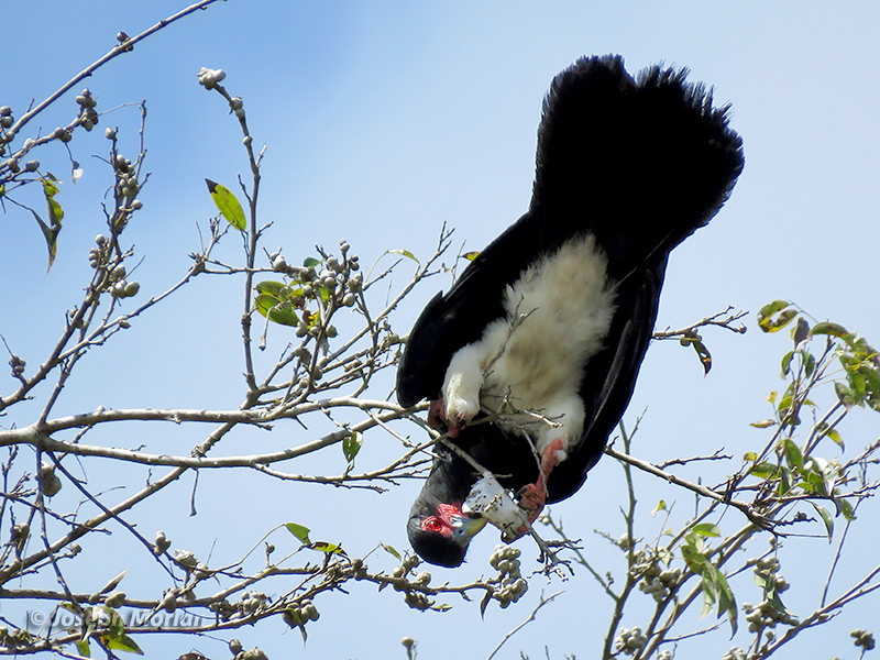 Red-throated Caracara (Ibycter americanus) 