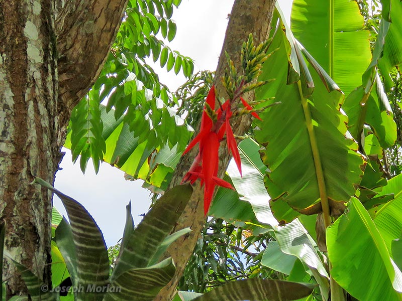 Amazonian Zebra-Plant (Aechmea chantinii)