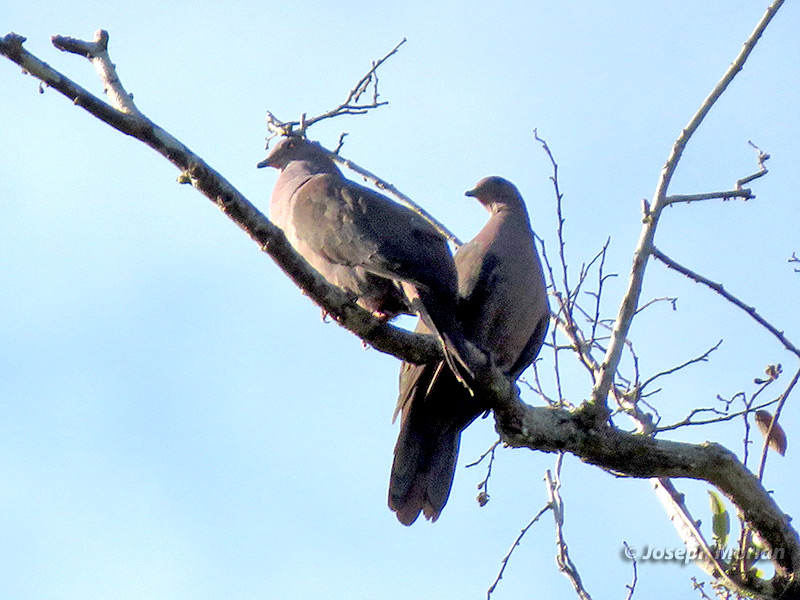 Ruddy Pigeon (Patagioenas subvinacea) 