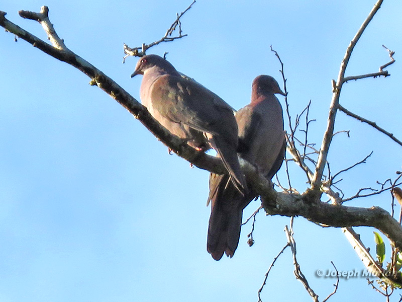 Ruddy Pigeon (Patagioenas subvinacea) 