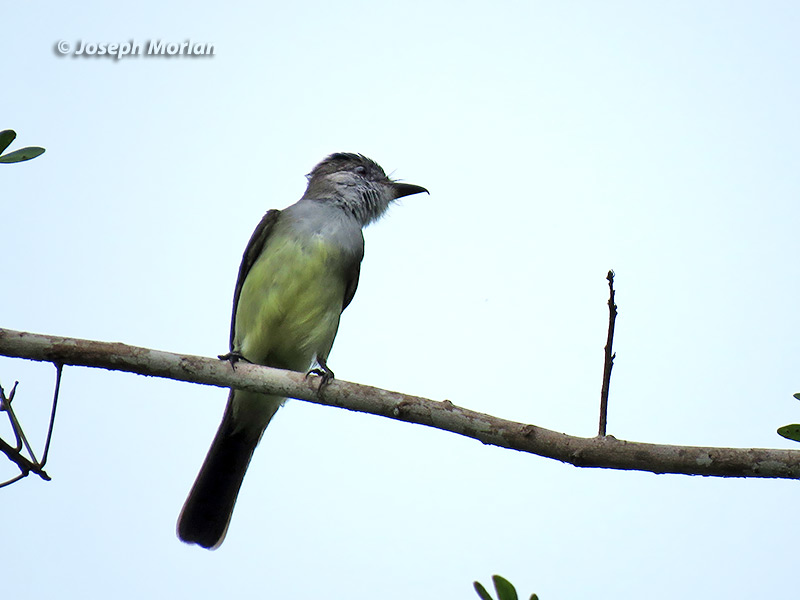 Great Crested Flycatcher Identification, All About Birds, Cornell Lab of  Ornithology