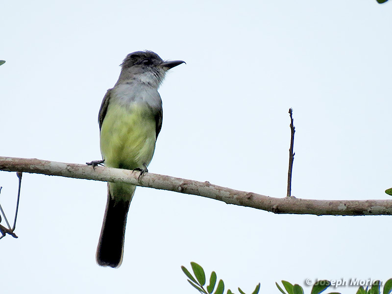 Short-crested Flycatcher (Myiarchus ferox ferox) 