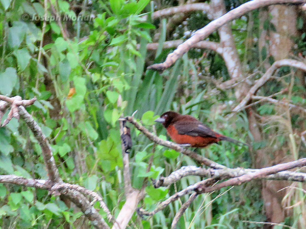Silver-beaked Tanager (Ramphocelus carbo carbo)