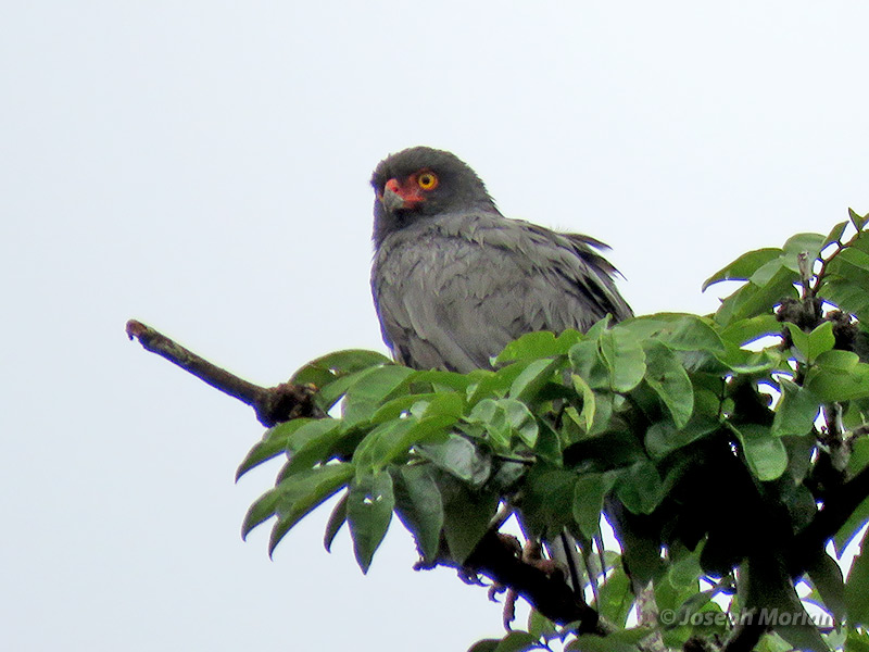 Slate-colored Hawk (Buteogallus schistaceus)