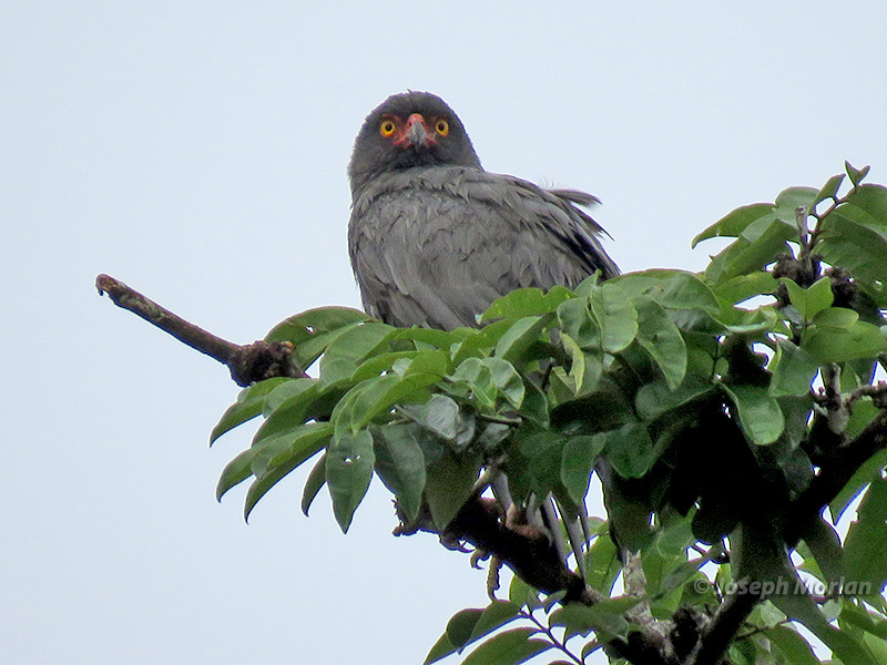 Slate-colored Hawk (Buteogallus schistaceus)