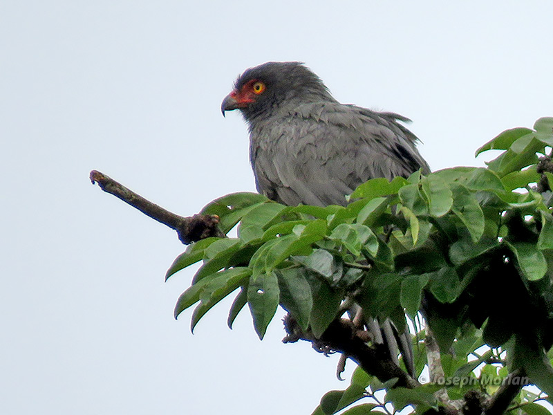 Slate-colored Hawk (Buteogallus schistaceus)