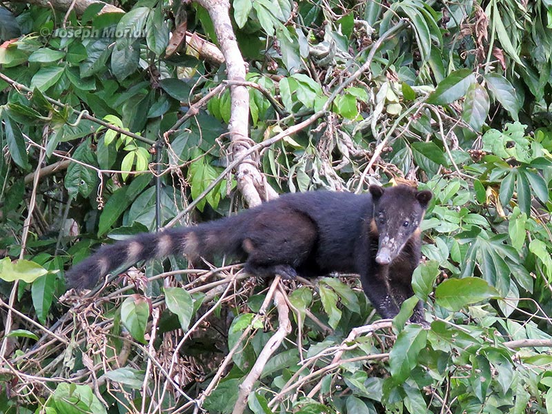South American Coati (Nasua nasua)