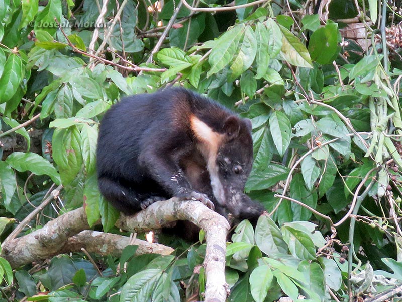 South American Coati (Nasua nasua)