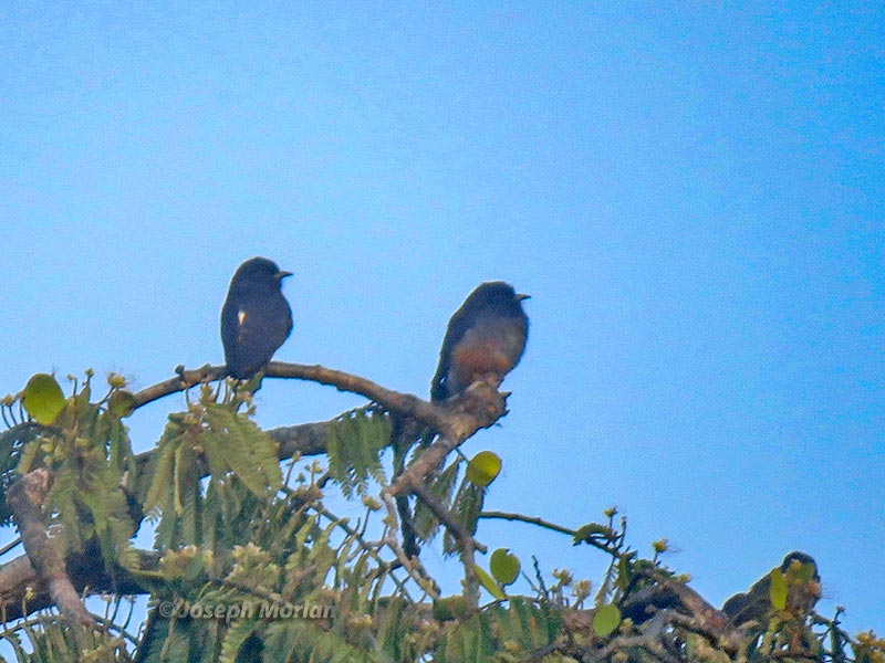 Swallow-winged Puffbird (Chelidoptera tenebrosa tenebrosa)