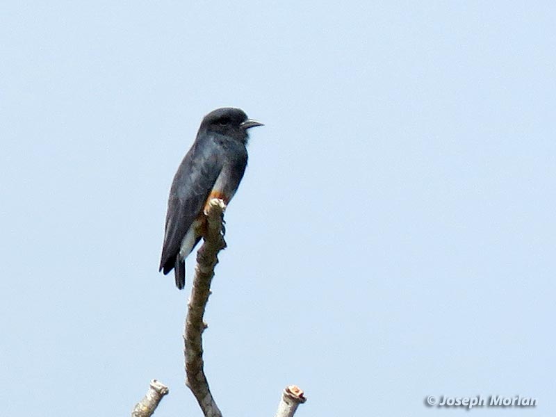 Swallow-winged Puffbird (Chelidoptera tenebrosa tenebrosa)