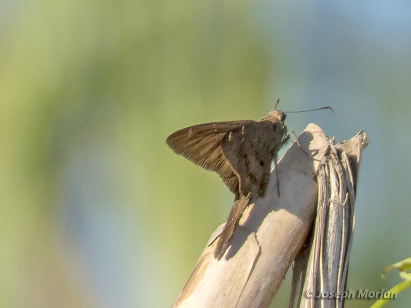 Plain Longtail (Urbanus simplicius) 
