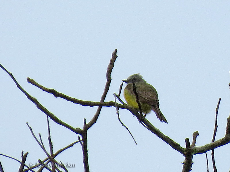 Gray-capped Flycatcher (Myiozetetes granadensis obscurior) 
