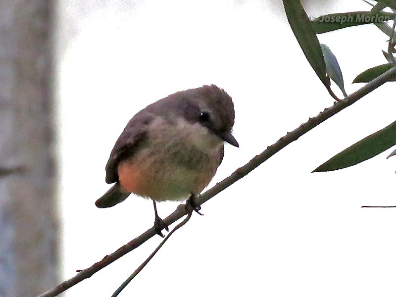 Vermilion Flycatcher (Pyrocephalus rubinus obscurus)