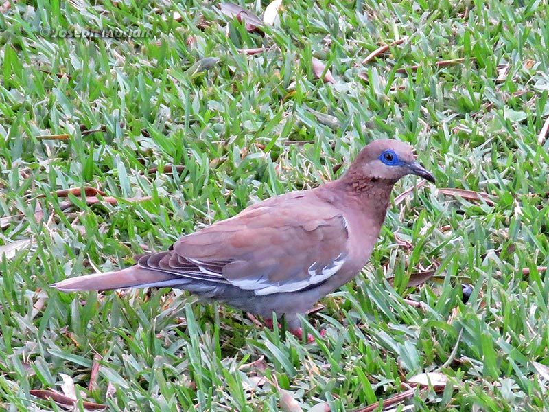 West Peruvian Dove (Zenaida meloda) 