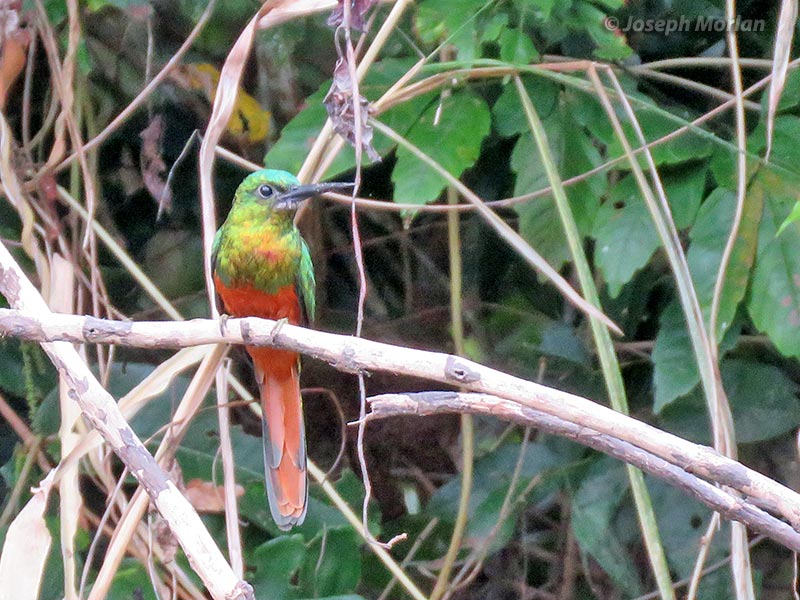 Bluish-fronted Jacamar (Galbula cyanescens)