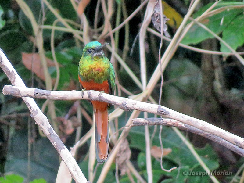 Bluish-fronted Jacamar (Galbula cyanescens)