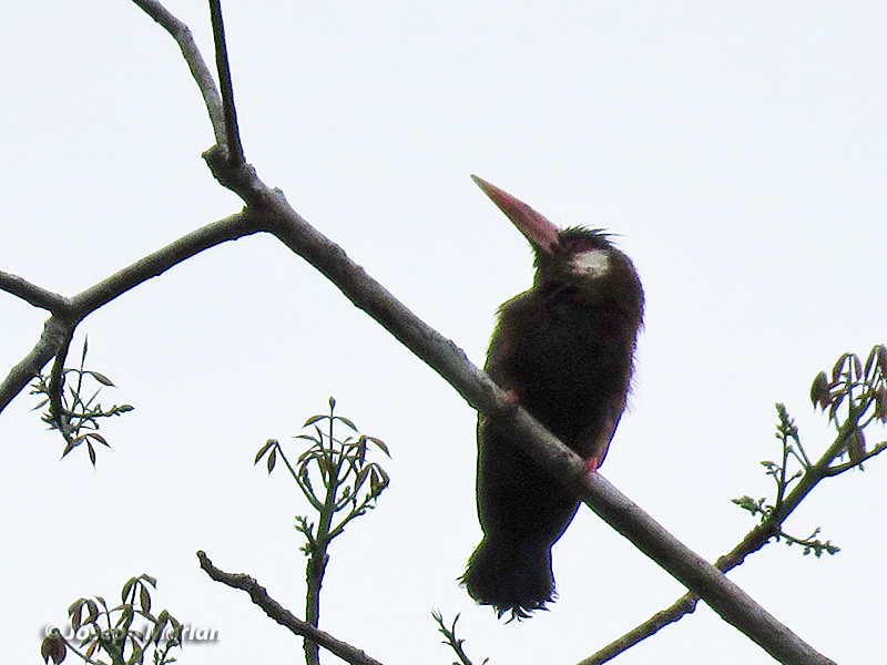 White-eared Jacamar (Galbalcyrhynchus leucotis)