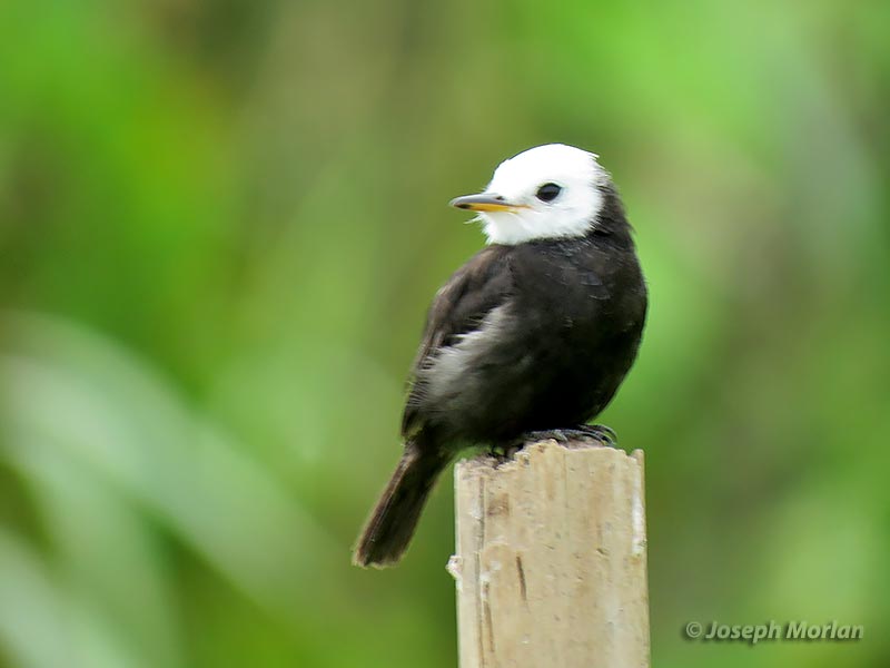White-headed Marsh-Tyrant (Arundinicola leucocephala)White-headed Marsh-Tyrant (Arundinicola leucocephala)