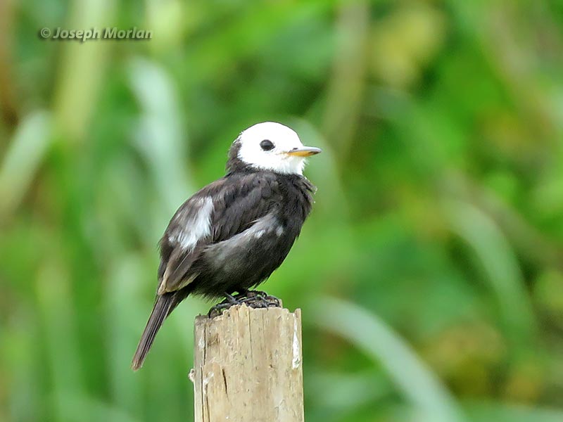 White-headed Marsh-Tyrant (Arundinicola leucocephala)