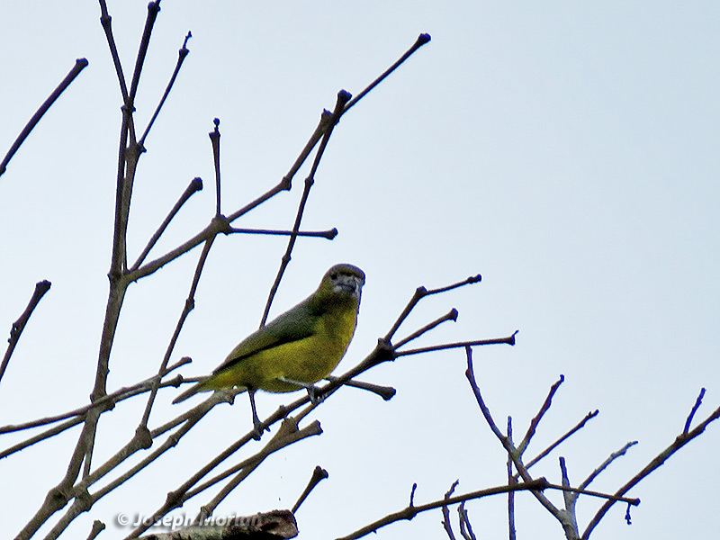 Golden-bellied Euphonia (Euphonia chrysopasta chrysopasta)