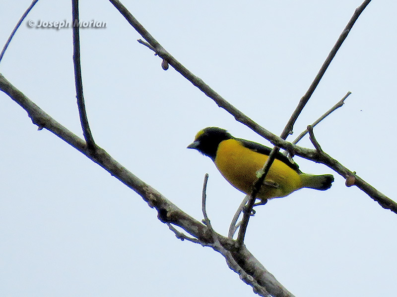 White-vented Euphonia (Euphonia minuta minuta)