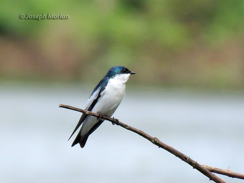 White-winged Swallow (Tachycineta albiventer) 