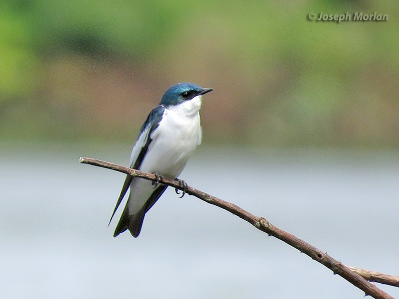 White-winged Swallow (Tachycineta albiventer) 