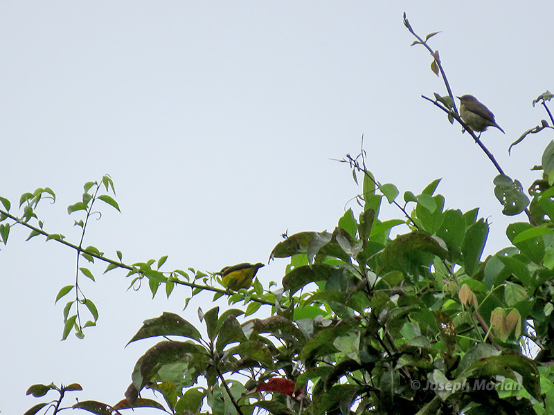 Yellow-bellied Dacnis (Dacnis flaviventer) 